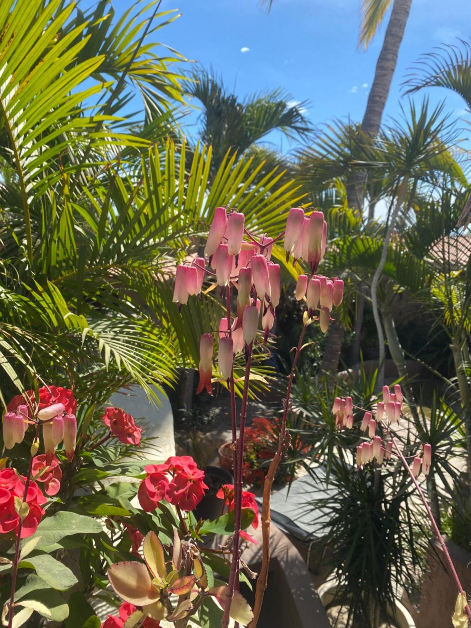 فندق La Casita San José del Cabo المظهر الخارجي الصورة